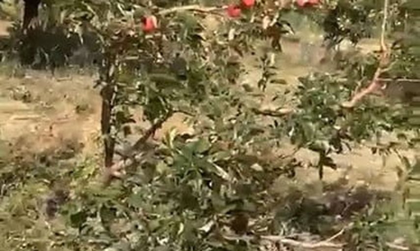 Hasat eşiğinde elma bahçelerini talan eden domuz sürüsü köylüyü perişan etti