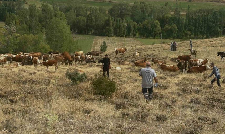 Aydıntepe'de yonca zehirlenmesi riski: yetiştiricilere otlatma uyarısı