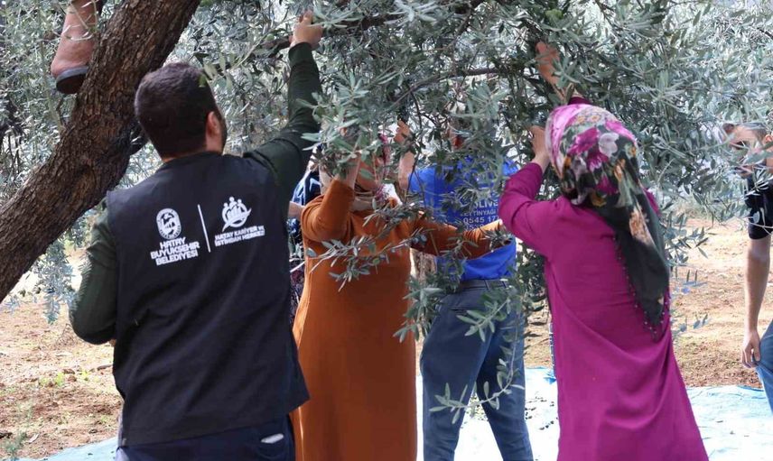 Zeytin üretimine uygulamalı destek: HBB'den mesleki eğitim seferberliği