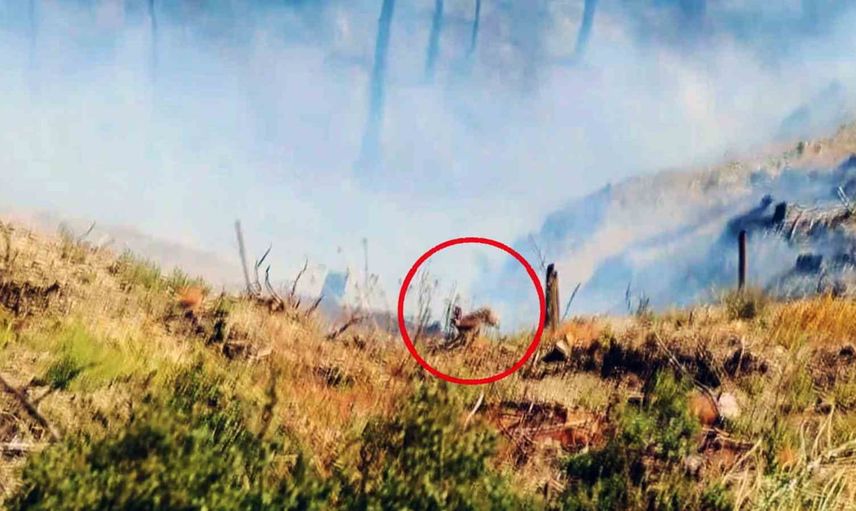 Yangından kaçış: ormanın sessiz sakinlerinin yürek burkan mücadelesi