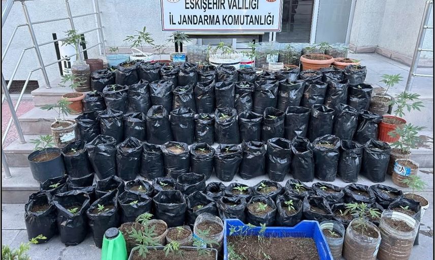 Saksılarda saklanan kenevir düzenini jandarma bozdu