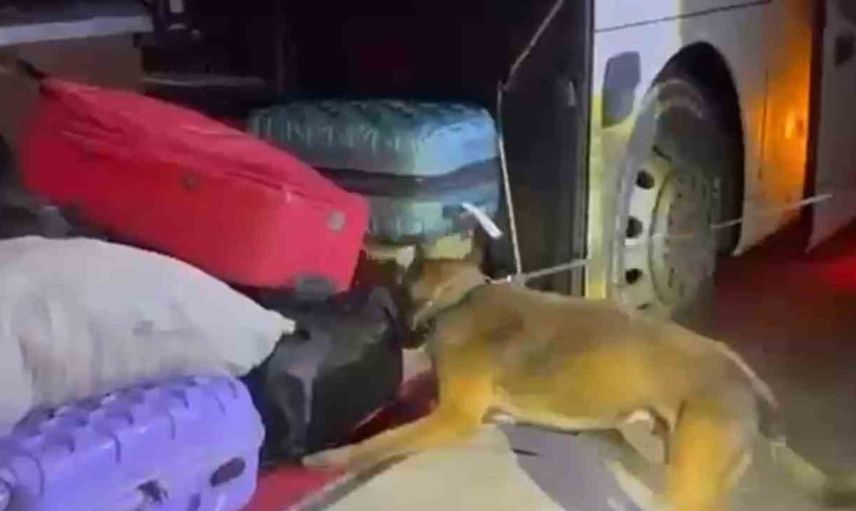 Şanlıurfa'da otobüste 30 paketle yakalanan 16 kilo 400 gram skunk soruşturması sürüyor