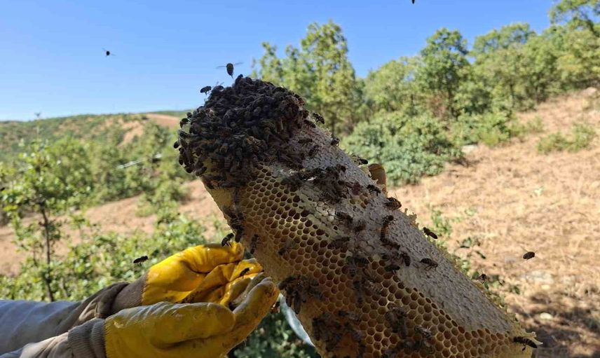 Yüksek rakımlarda meşe kütüklerinden çıkan bereket: Bingöl'de kütük balı hasadı