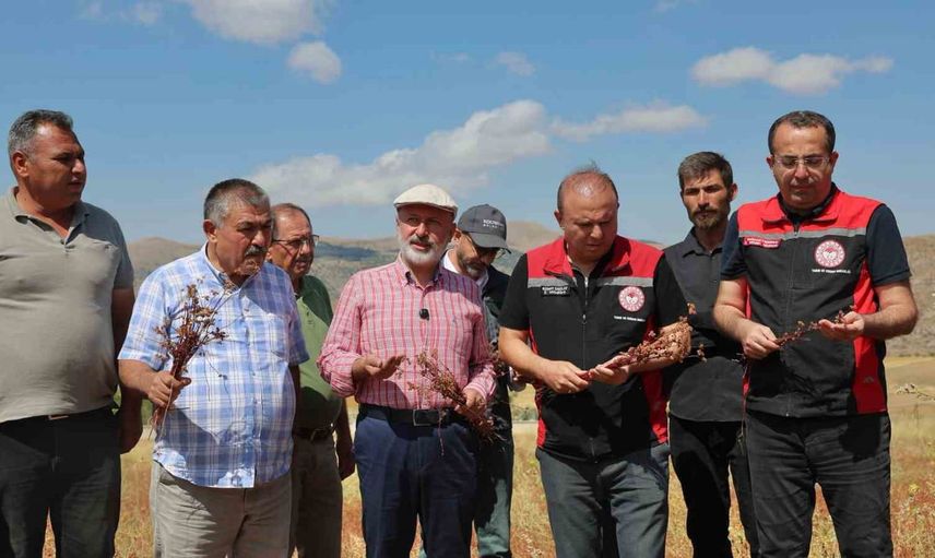 kocasinan'da karabuğday hasadı: arıcılık için yeni bir hamle