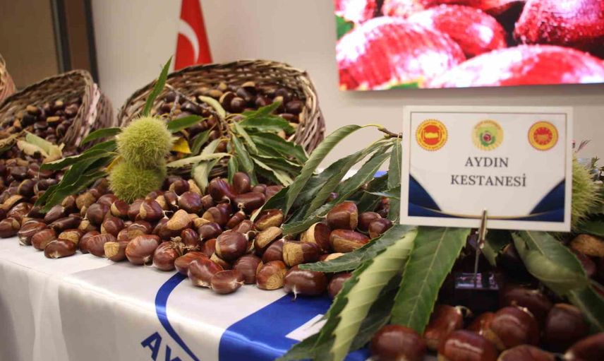 Sezonun ilk kestanesi Aydın'da kilogramı 600 liradan alındı