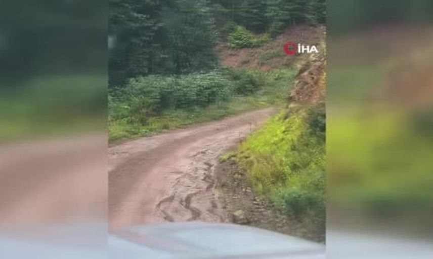 Ormanda beklenen karşılaşma: bozayı iki yavrusuyla görüntülendi