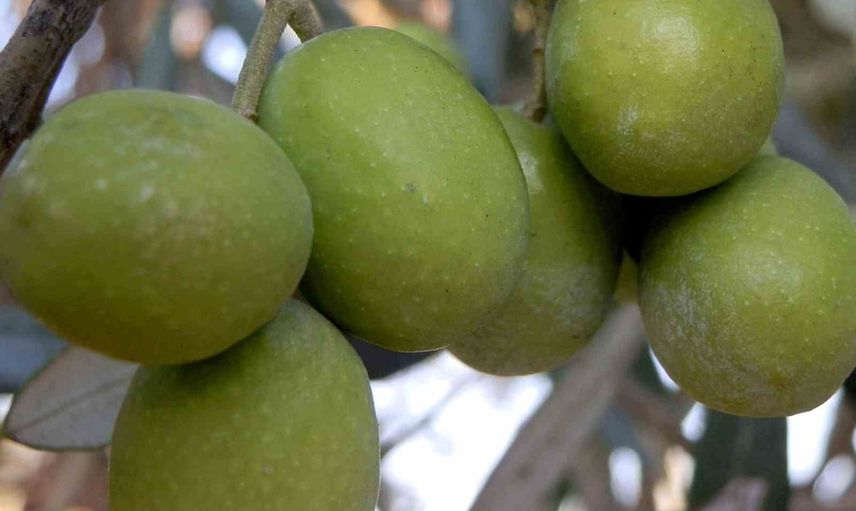 Mut'ta üçüncü zeytin ve zeytinyağı buluşması başladı