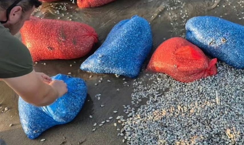 Mudanya sahillerinde yasa dışı kum şırlanı avcılığına geçit verilmedi