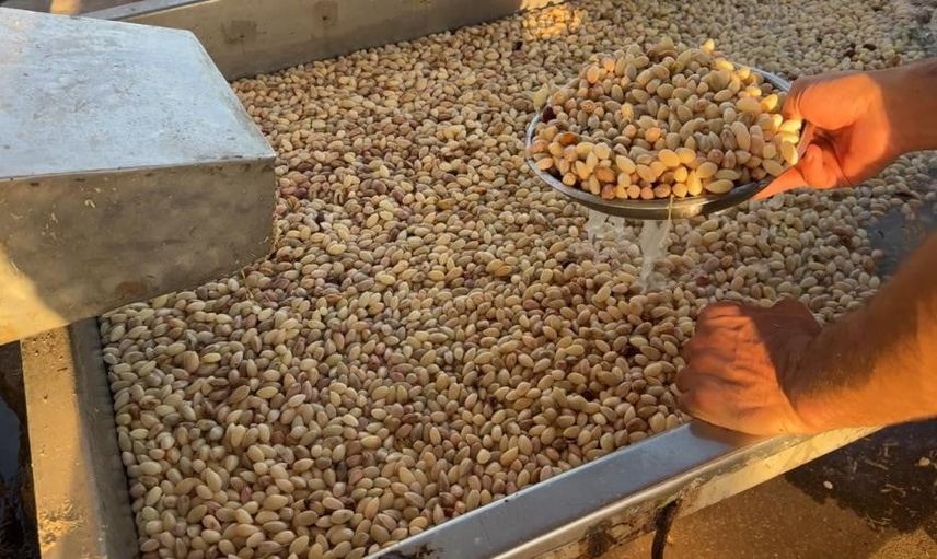 USDA: geçen yılın donu Antep fıstığı üretiminde etkisini sürdürüyor