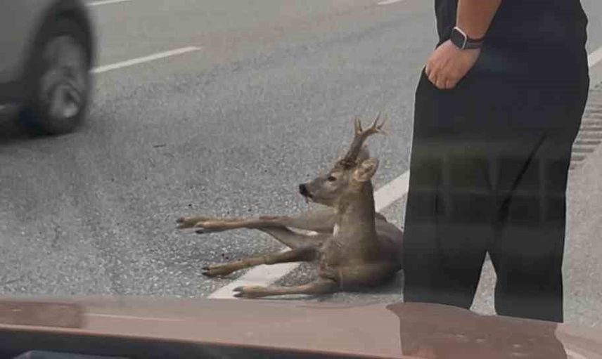 Yaralı geyiğin yardımına koşan aile trafikte tehlikeyi önledi
