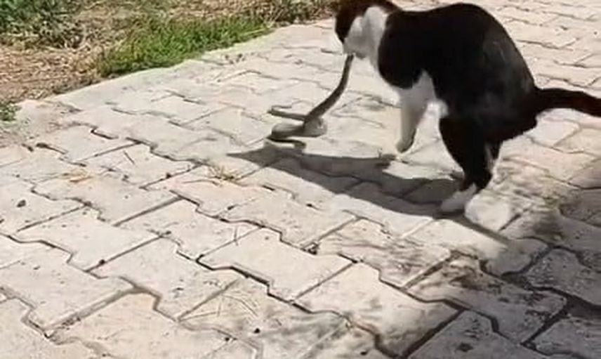 Elazığ'da Ataşehir Mahallesi'nde kedi ile yılanın sokak kavgası cep telefonu kamerasında
