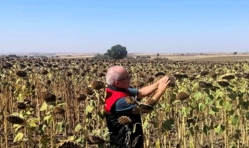 Kırklareli'nde hibeli ayçiçeği tarlalarında saha denetimi