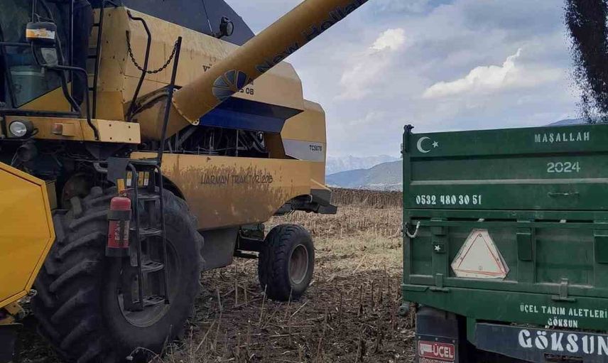 Andırın'da Altınyayla tarlalarında sabahın ilk ışığında ayçiçeği hasadı