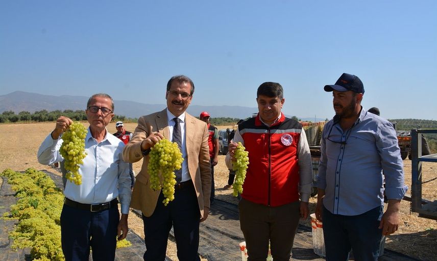 Salihli'de Sultani hasadı başladı: kaymakam bağlarda üreticilerle çalıştı