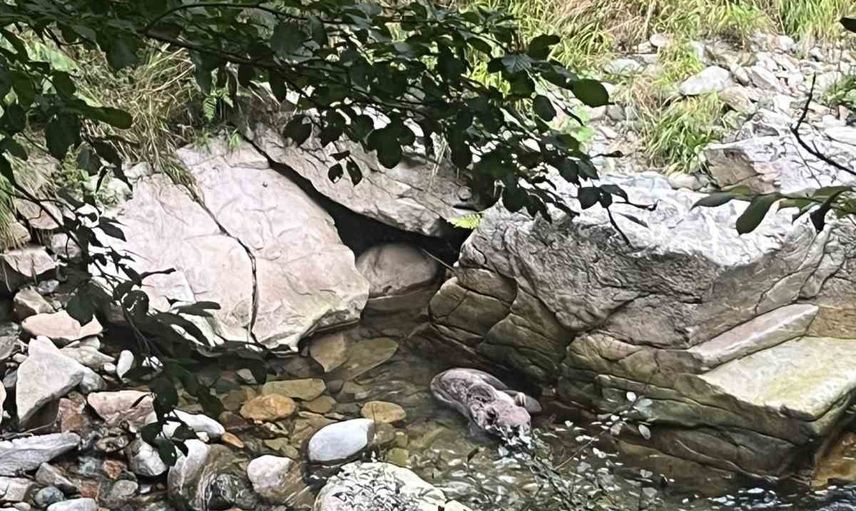 Köknar'da el ele: dere yatağından kurtarılan yavru boz ayı