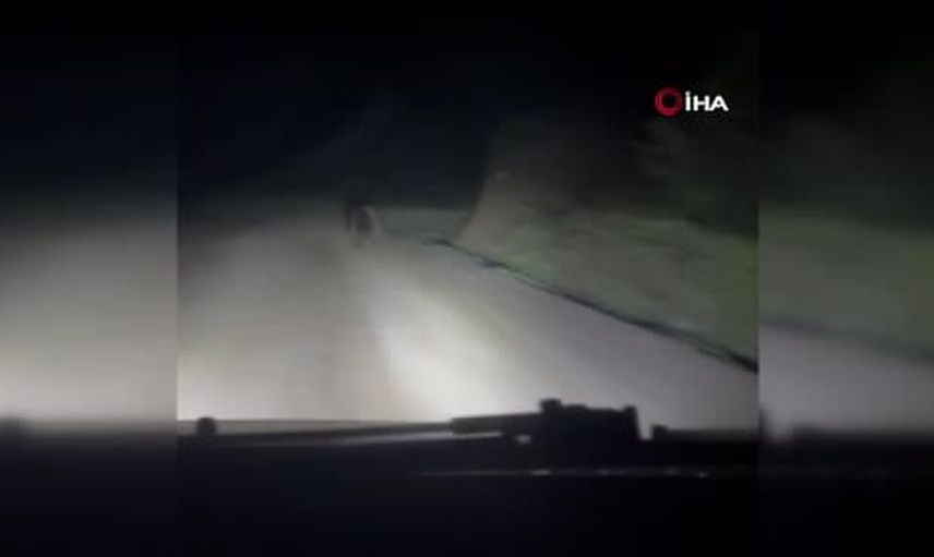 Yayla yolunda sürpriz: iki yavru ayı aracın önünde koştu