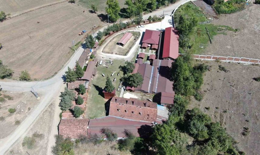 Büyükada atları Daday'da yeni sahipleriyle hayata tutunuyor