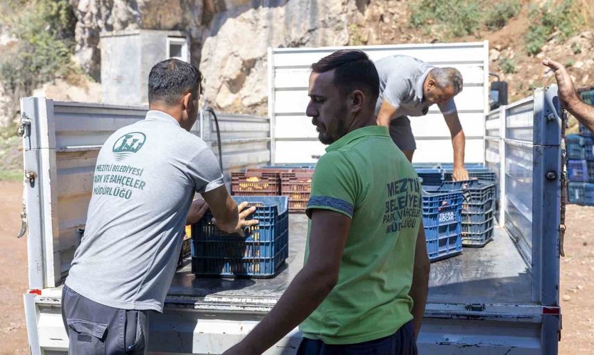 Şeftalinin üreticiden kent lokantasına yolculuğu