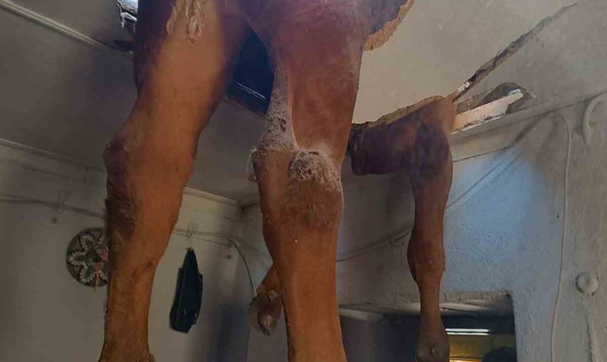 Damızlık boğa çatıda asılı kaldı, ev kullanılamaz hale geldi