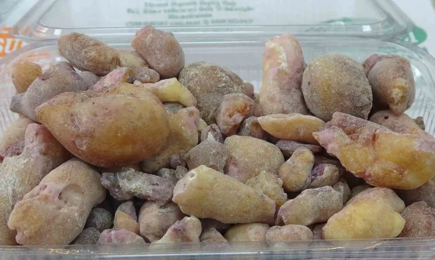 Artvin'de köknar sakızı emekle toplanıyor; kilogramı 7.500-10.000 liraya kadar çıkıyor
