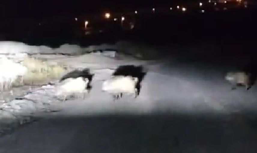 Gece Karabük sokaklarına inen domuz sürüsü, yavruya yol tarifi gülümsetti