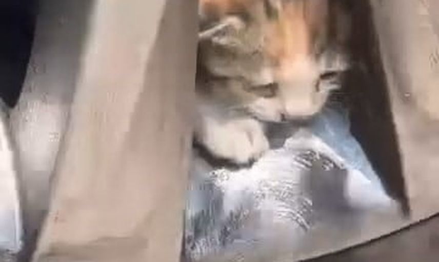 Jantta sıkışan anne kedi ve yavruları itfaiye ekipleri tarafından kurtarıldı