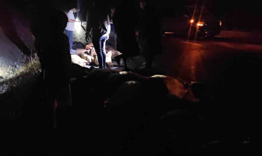 Adilcevaz'da yola çıkan sürüye çarpan araç 25 koyunun telef olmasına yol açtı