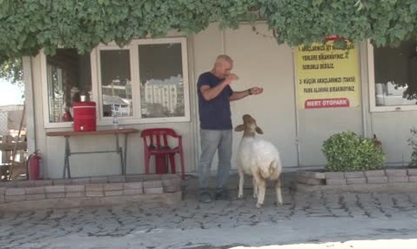 Bekçinin garajında beşinci çocuk gibi büyüyen kuzu Ravza