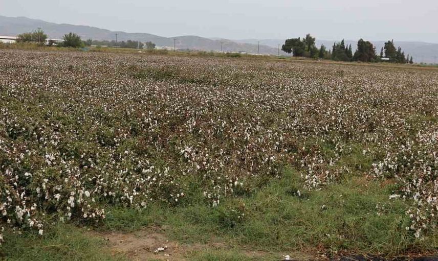 Aydın'da pamuk tarları yağmura karşı savunmasız kaldı