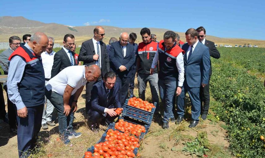 Bitlis'te domates sezonu başladı: üretimde bölge lideri, Türkiye'de yedinci