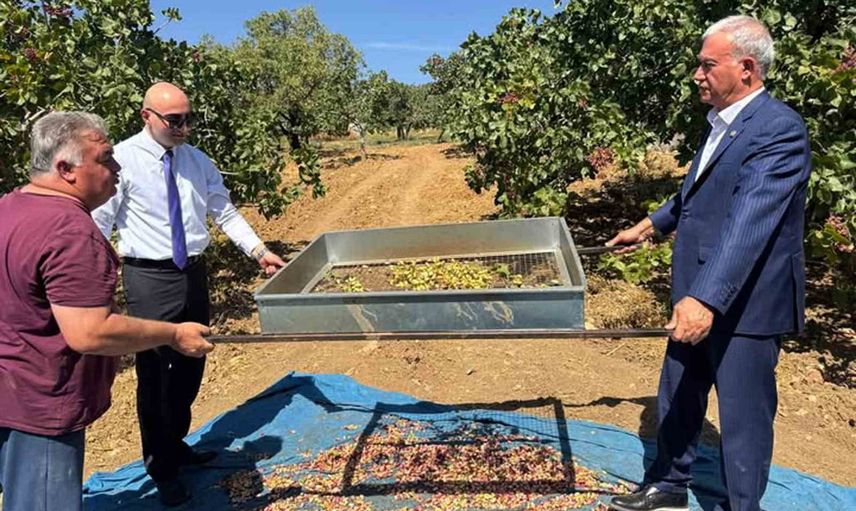 Araban'da bin yıllık ağaçların yeşil altın hasadı başladı
