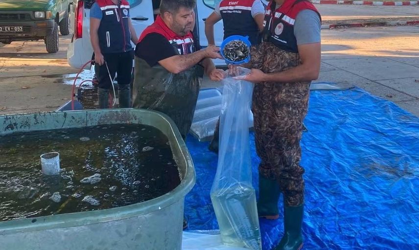 İpsala'dan göllere 2 milyon 324 bin 500 yavru sazan takviyesi