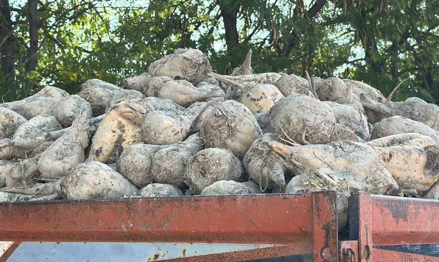 Burdur'da pancar kampanyası başladı: 640 bin ton işlenecek