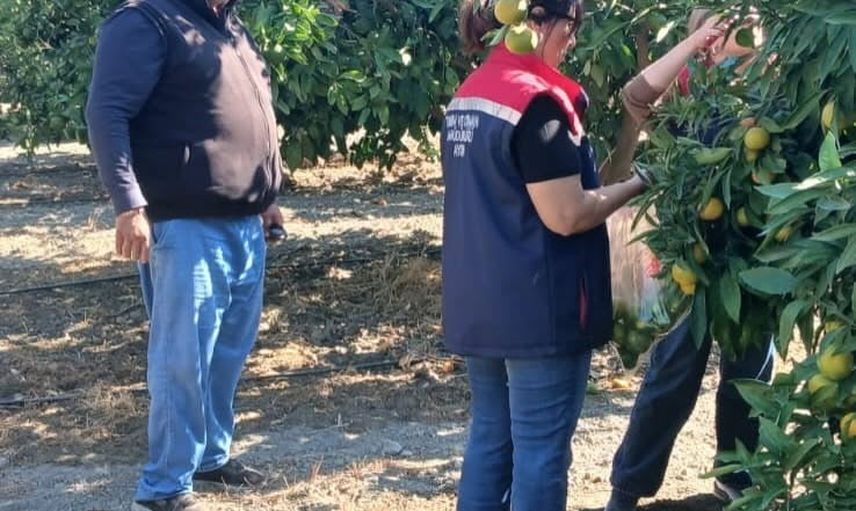 Gıdanın izinde: Söke'de hasat öncesi pestisit denetimi