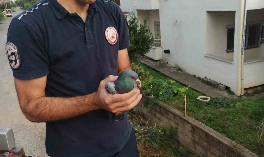 Küçük mahallenin büyük dayanışması: Payas'ta balkon boşluğundaki güvercin kurtarıldı