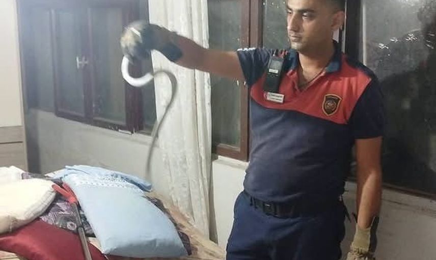 Hatay'da yerleşim yeri alarmı: yılanlar itfaiye ekipleriyle güvenle doğaya döndü