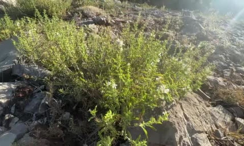 Toroslarda kekiğin izinde: Akseki yaylalarında demet demet geçim