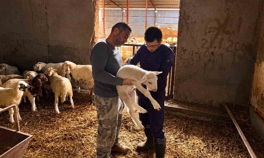 Küçükbaş hayvanlarda aşı ve kimliklendirme seferberliği