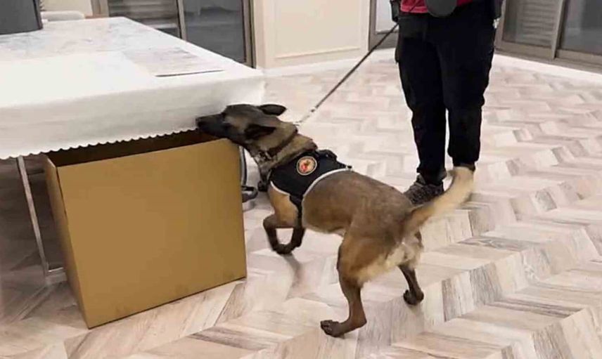 İzmir'de Belçika bağlantılı uyuşturucu şebekesine operasyon: 24 gözaltı