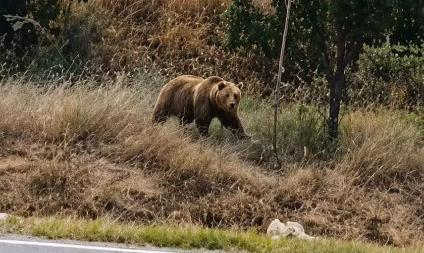 Tarla kenarında bozayı, Subaşı'da vatandaşlara uyarı