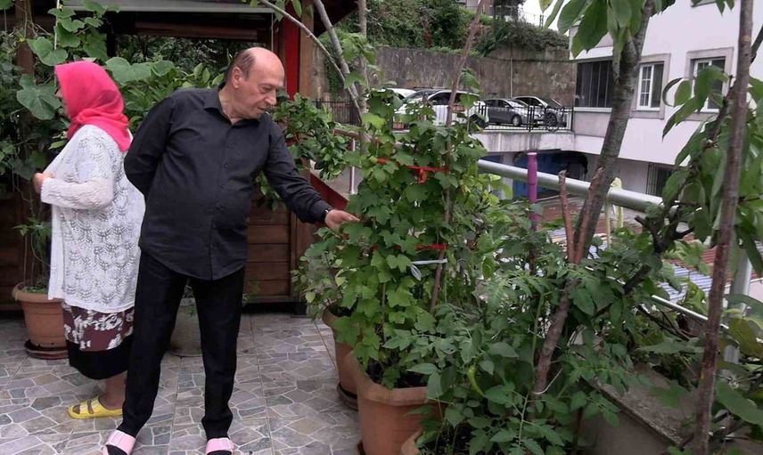 Balkonda köy bahçesi kurdular: 102 saksıda meyve ağaçları