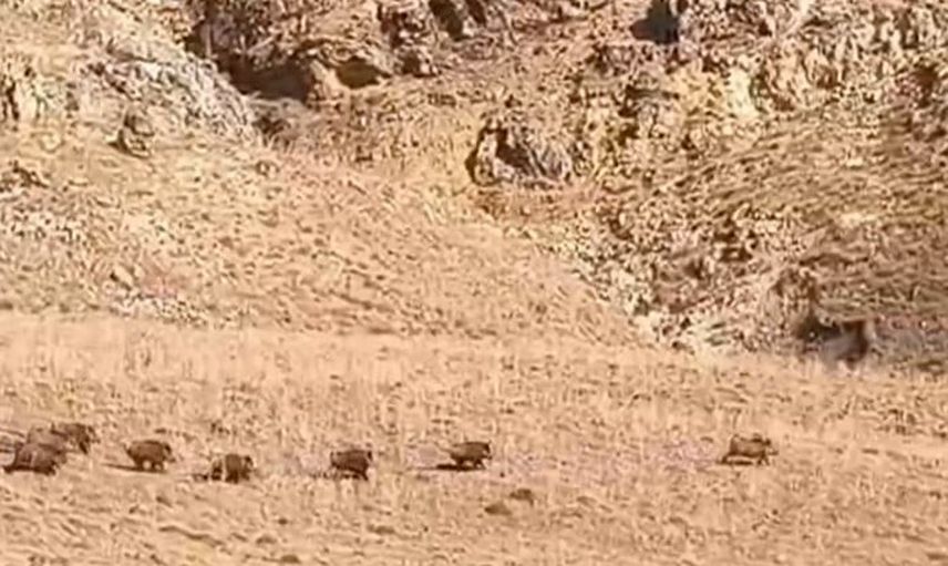 Van’ın Özalp ilçesinde çobanların kaydettiği yaban domuzu sürüsü mahalleye yaklaştı