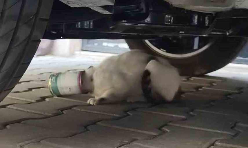 Konserve kutusuna takılan kedi temizlik işçilerinin dikkatiyle kurtarıldı