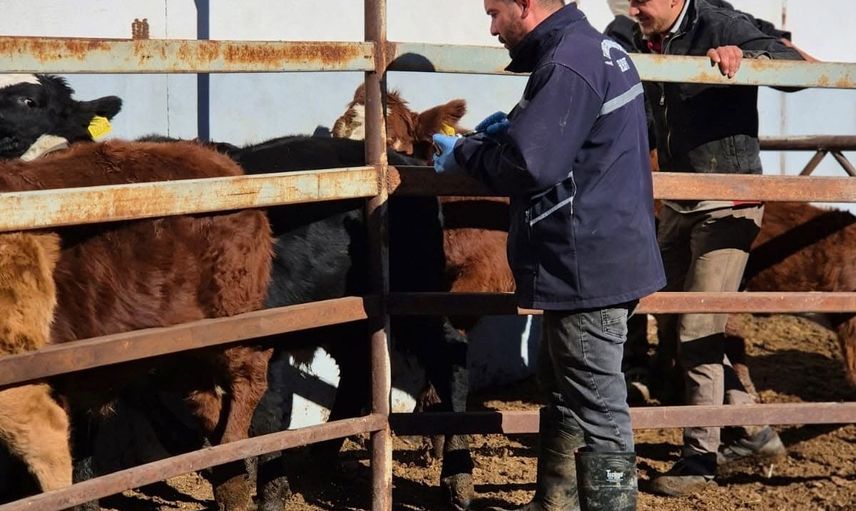 Demirözü'nde çiftçilere destek için şap aşısı ve buzağı küpeleme seferberliği