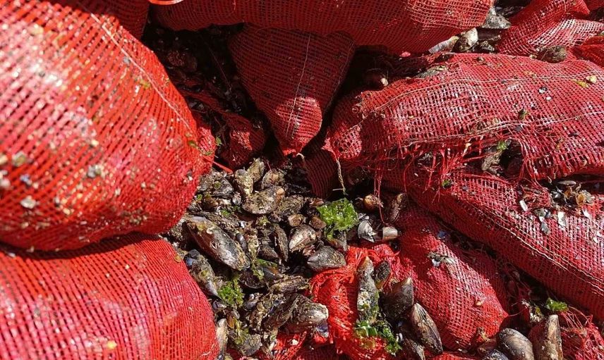 Denetimde ortaya çıktı: otoyolda 8 ton nakilsiz midye ele geçirildi