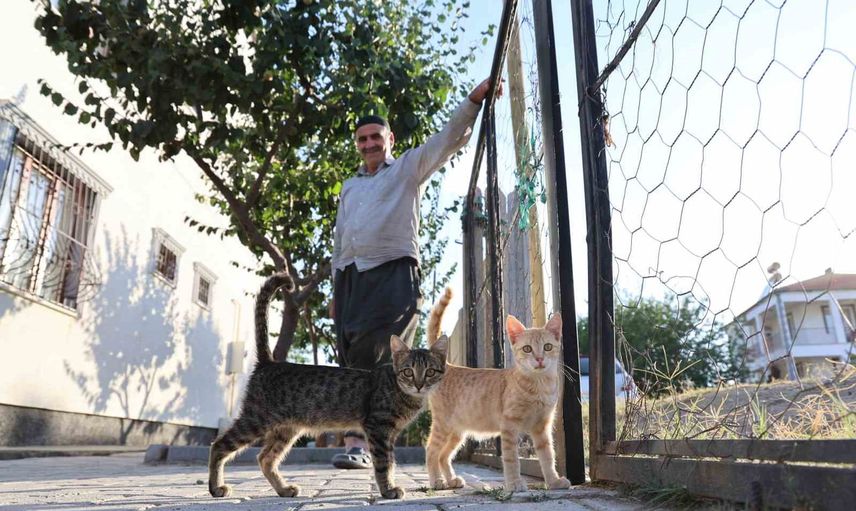 Her akşam bahçesini 50 kediye açan 62 yaşındaki gönüllü