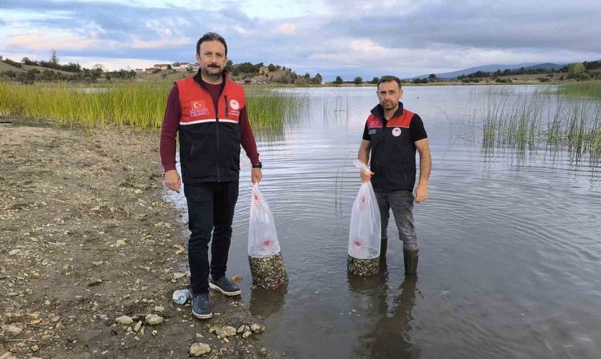 Göletler canlandı: Kastamonu'ya 800 bin sazan yavrusu bırakıldı