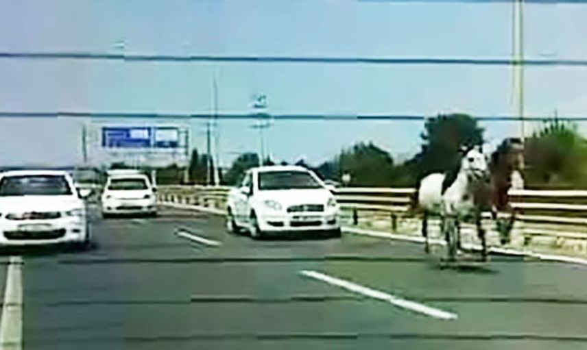 İnegöl'de başıboş atların karayolda araçlarla tehlikeli yakınlaşması