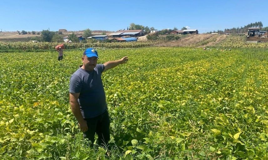 Yenişehir'de şeker fasulye üretimi köy ekonomisini canlandırdı
