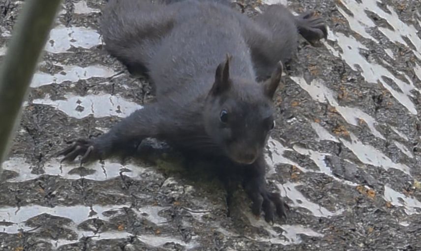 Pülümür'de nadir melanistik sincap doğal ortamında görüntülendi